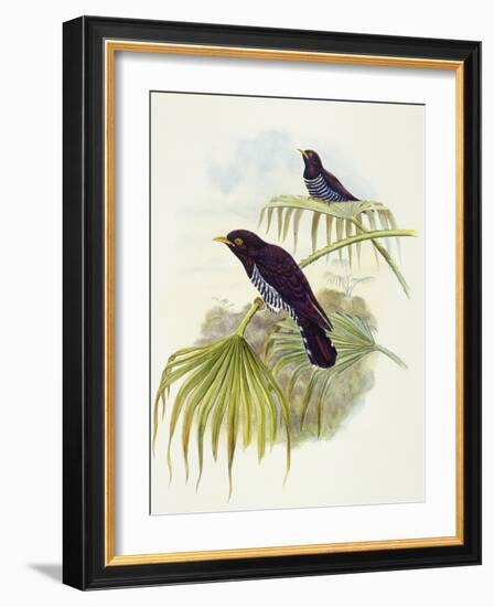 Violet Cuckoo (Chrysococcyx Xanthorhynchus)-John Gould-Framed Giclee Print