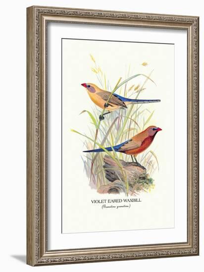 Violet Eared Waxbill-Arthur G. Butler-Framed Art Print