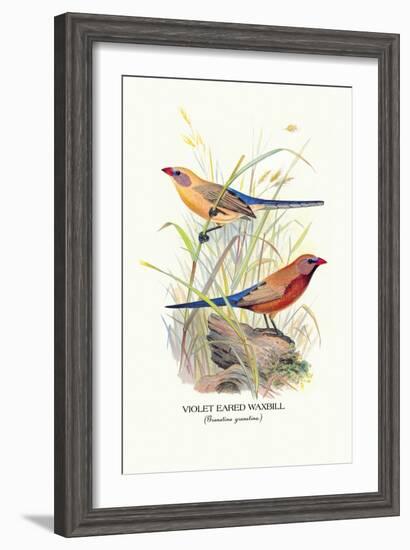 Violet Eared Waxbill-Arthur G. Butler-Framed Art Print