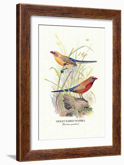 Violet Eared Waxbill-Arthur G. Butler-Framed Art Print