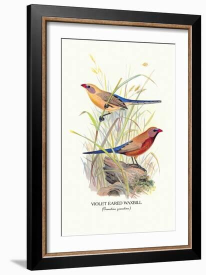 Violet Eared Waxbill-Arthur G. Butler-Framed Art Print