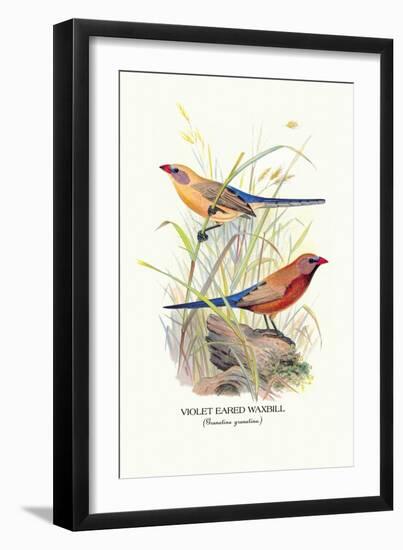 Violet Eared Waxbill-Arthur G. Butler-Framed Art Print