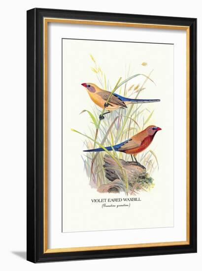 Violet Eared Waxbill-Arthur G. Butler-Framed Art Print