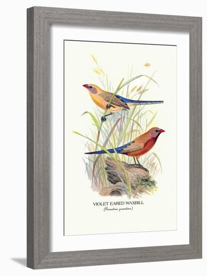 Violet Eared Waxbill-Arthur G. Butler-Framed Art Print