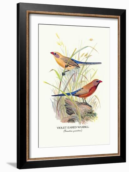 Violet Eared Waxbill-Arthur G. Butler-Framed Art Print