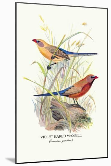 Violet Eared Waxbill-Arthur G. Butler-Mounted Art Print