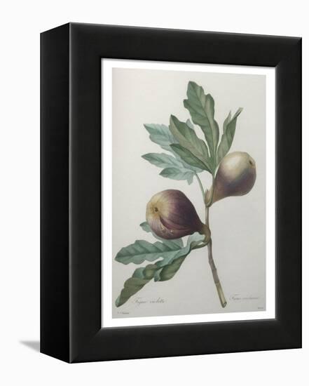 Violet Fig-Pierre-Joseph Redoute-Framed Stretched Canvas
