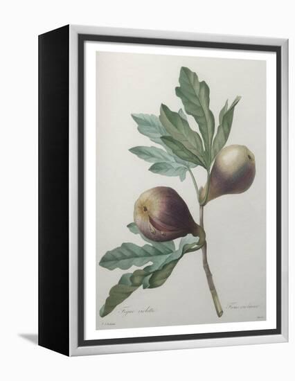 Violet Fig-Pierre-Joseph Redoute-Framed Stretched Canvas