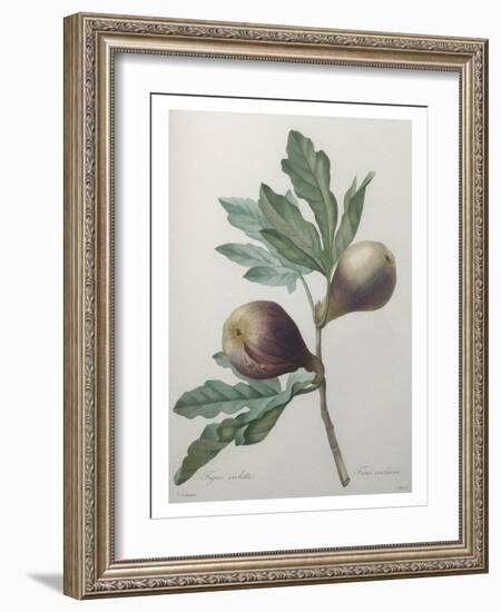 Violet Fig-Pierre-Joseph Redoute-Framed Art Print