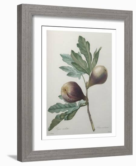 Violet Fig-Pierre-Joseph Redoute-Framed Art Print