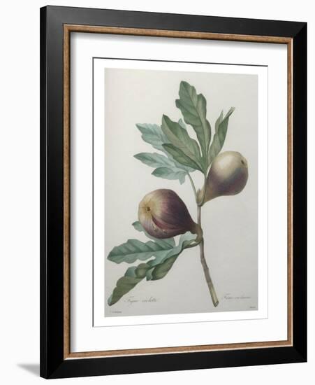 Violet Fig-Pierre-Joseph Redoute-Framed Art Print