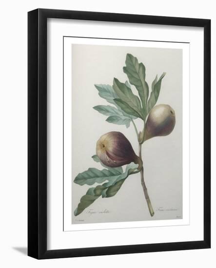 Violet Fig-Pierre-Joseph Redoute-Framed Art Print