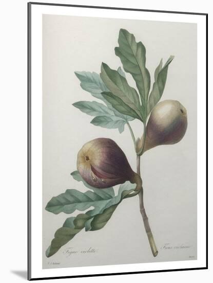 Violet Fig-Pierre-Joseph Redoute-Mounted Art Print