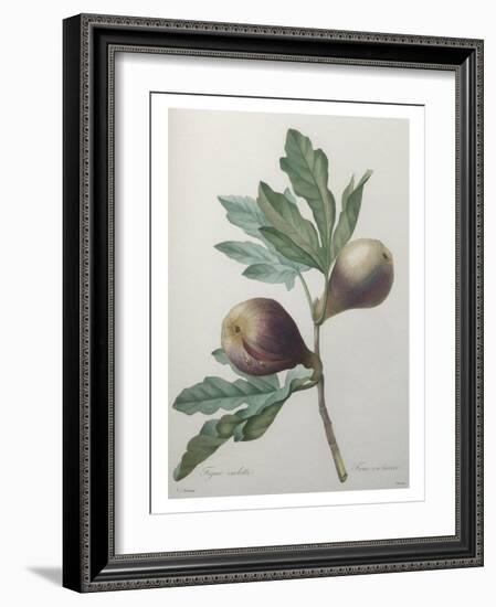 Violet Fig-Pierre-Joseph Redoute-Framed Art Print