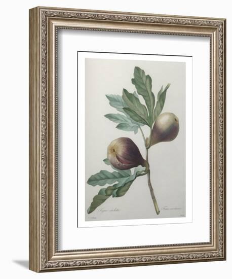 Violet Fig-Pierre-Joseph Redoute-Framed Art Print