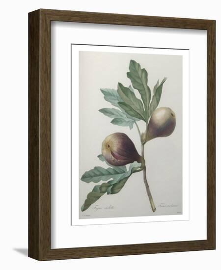 Violet Fig-Pierre-Joseph Redoute-Framed Art Print