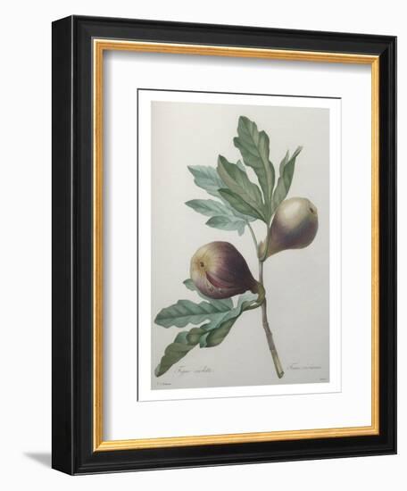 Violet Fig-Pierre-Joseph Redoute-Framed Art Print