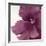 Violet Flower I-Yvonne Poelstra-Holzhaus-Framed Art Print