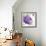 Violet Flower I-Sandra Jacobs-Framed Giclee Print displayed on a wall