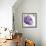 Violet Flower I-Sandra Jacobs-Framed Giclee Print displayed on a wall