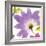 Violet Flower II-Sandra Jacobs-Framed Giclee Print