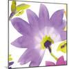 Violet Flower II-Sandra Jacobs-Mounted Giclee Print