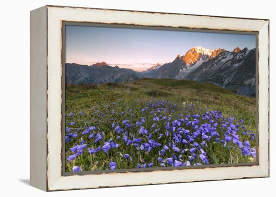 Violet flowers and green meadows frame the Mont Blanc massif at dawn, Graian Alps, Courmayeur, Aost-Roberto Moiola-Framed Premier Image Canvas