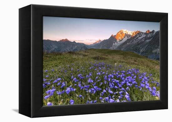 Violet flowers and green meadows frame the Mont Blanc massif at dawn, Graian Alps, Courmayeur, Aost-Roberto Moiola-Framed Premier Image Canvas