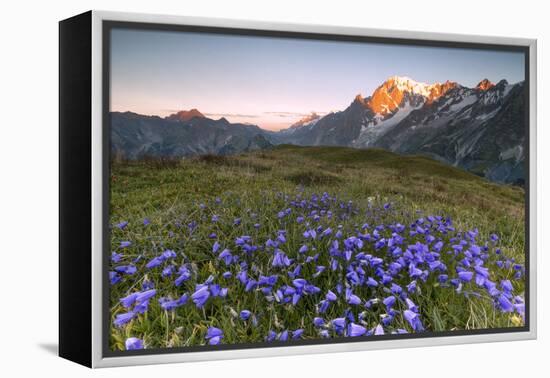 Violet flowers and green meadows frame the Mont Blanc massif at dawn, Graian Alps, Courmayeur, Aost-Roberto Moiola-Framed Premier Image Canvas