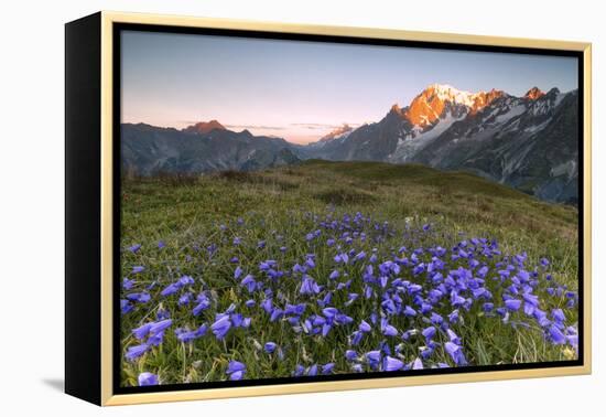 Violet flowers and green meadows frame the Mont Blanc massif at dawn, Graian Alps, Courmayeur, Aost-Roberto Moiola-Framed Premier Image Canvas