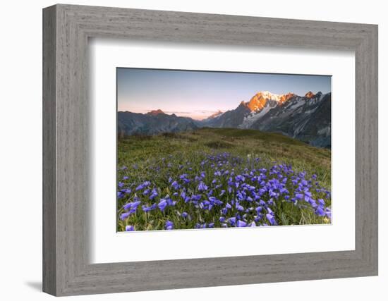 Violet flowers and green meadows frame the Mont Blanc massif at dawn, Graian Alps, Courmayeur, Aost-Roberto Moiola-Framed Photographic Print