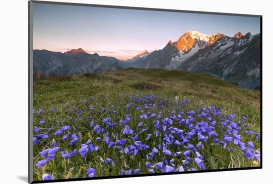 Violet flowers and green meadows frame the Mont Blanc massif at dawn, Graian Alps, Courmayeur, Aost-Roberto Moiola-Mounted Photographic Print