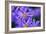 Violet Flowers-Martina Bleichner-Framed Art Print