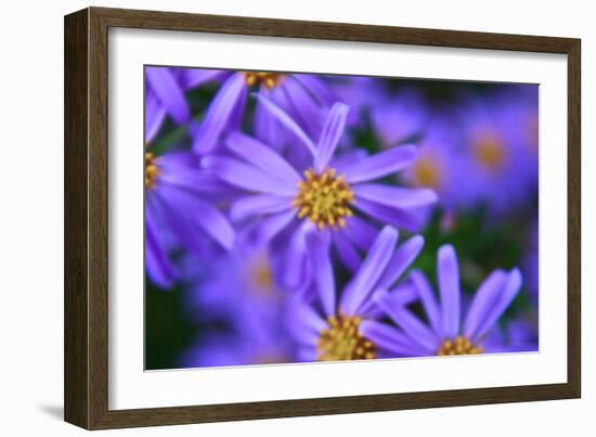 Violet Flowers-Martina Bleichner-Framed Art Print