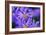 Violet Flowers-Martina Bleichner-Framed Art Print