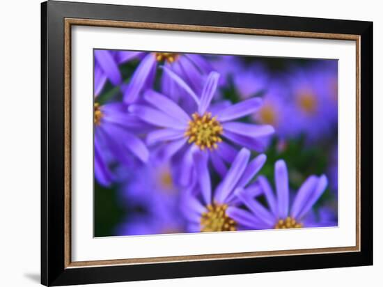 Violet Flowers-Martina Bleichner-Framed Art Print