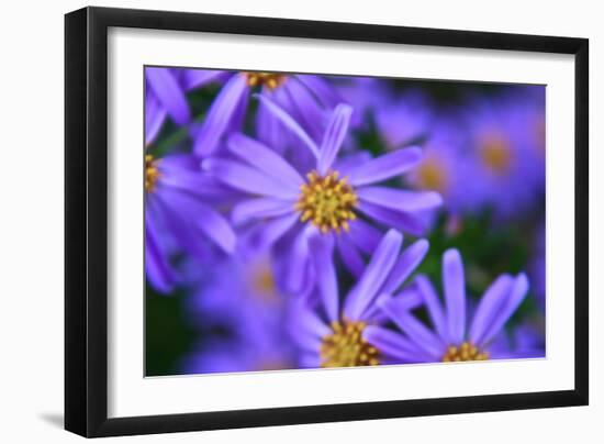 Violet Flowers-Martina Bleichner-Framed Art Print