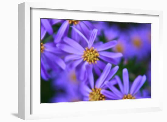 Violet Flowers-Martina Bleichner-Framed Art Print