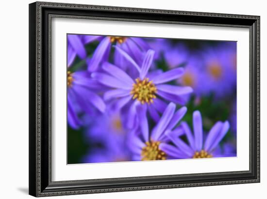 Violet Flowers-Martina Bleichner-Framed Art Print