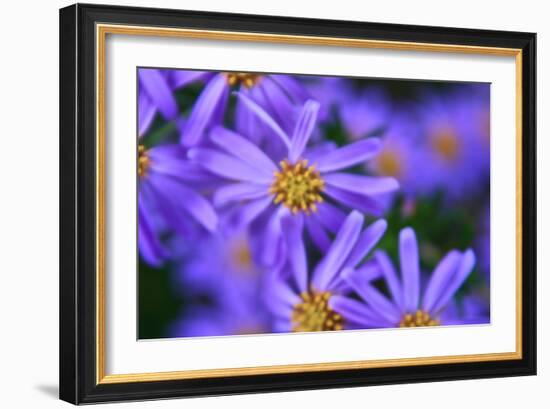 Violet Flowers-Martina Bleichner-Framed Art Print