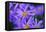 Violet Flowers-Martina Bleichner-Framed Stretched Canvas