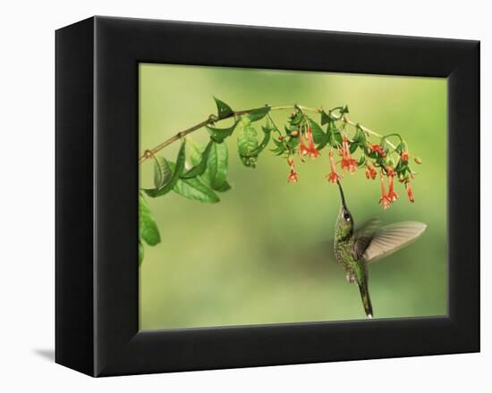 Violet Fronted Brilliant Hummingbird, Manu National Park, Peru-Pete Oxford-Framed Premier Image Canvas