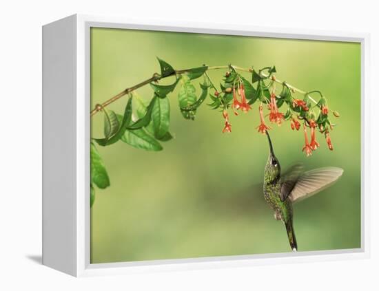 Violet Fronted Brilliant Hummingbird, Manu National Park, Peru-Pete Oxford-Framed Premier Image Canvas