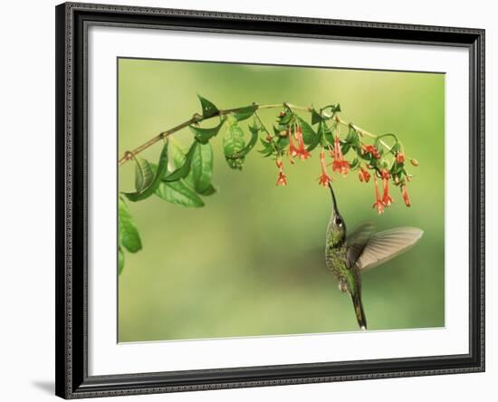 Violet Fronted Brilliant Hummingbird, Manu National Park, Peru-Pete Oxford-Framed Photographic Print