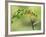 Violet Fronted Brilliant Hummingbird, Manu National Park, Peru-Pete Oxford-Framed Photographic Print