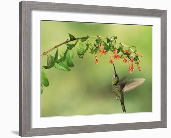 Violet Fronted Brilliant Hummingbird, Manu National Park, Peru-Pete Oxford-Framed Photographic Print