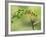 Violet Fronted Brilliant Hummingbird, Manu National Park, Peru-Pete Oxford-Framed Photographic Print