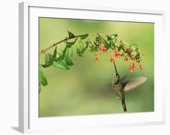 Violet Fronted Brilliant Hummingbird, Manu National Park, Peru-Pete Oxford-Framed Photographic Print