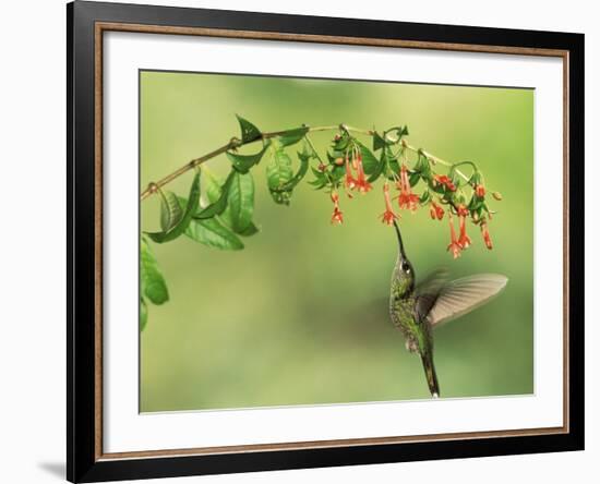 Violet Fronted Brilliant Hummingbird, Manu National Park, Peru-Pete Oxford-Framed Photographic Print