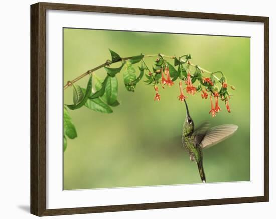 Violet Fronted Brilliant Hummingbird, Manu National Park, Peru-Pete Oxford-Framed Photographic Print